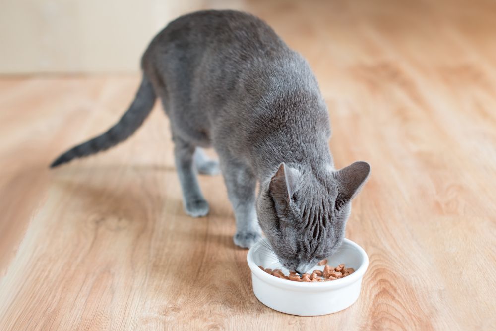 Un gato con un pelaje lujoso comiendo comida húmeda de un recipiente blanco colocado sobre un suelo de madera.