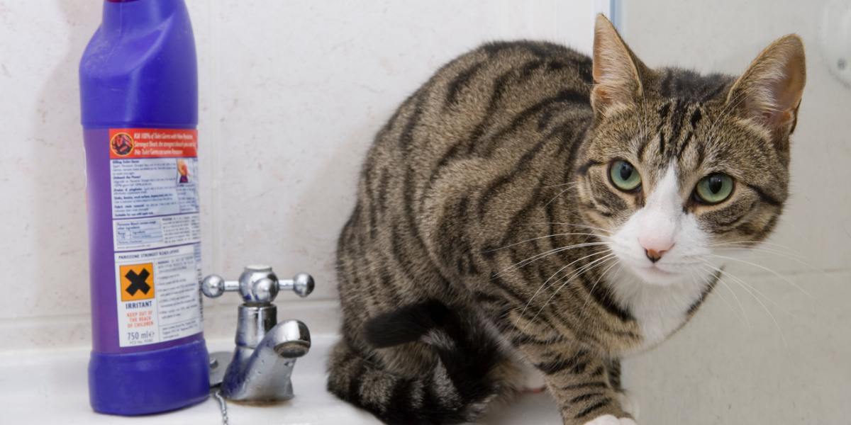 Gato en el lavabo del baño junto a un recipiente con lejía.