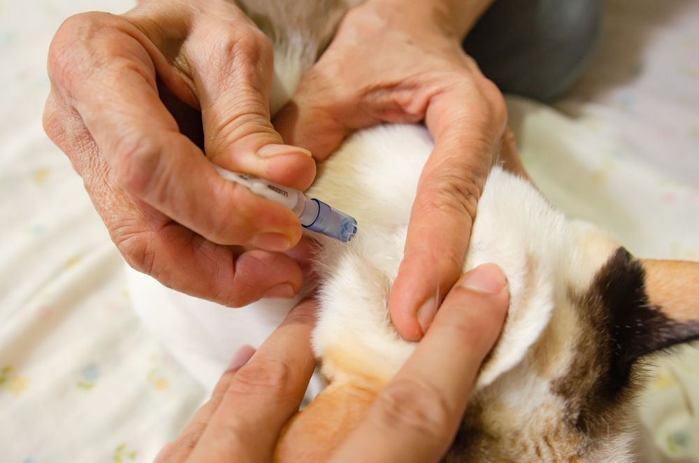 Selamectina para gatos: el dueño de un gato administra un medicamento contra las pulgas para el bienestar y la comodidad de su gato