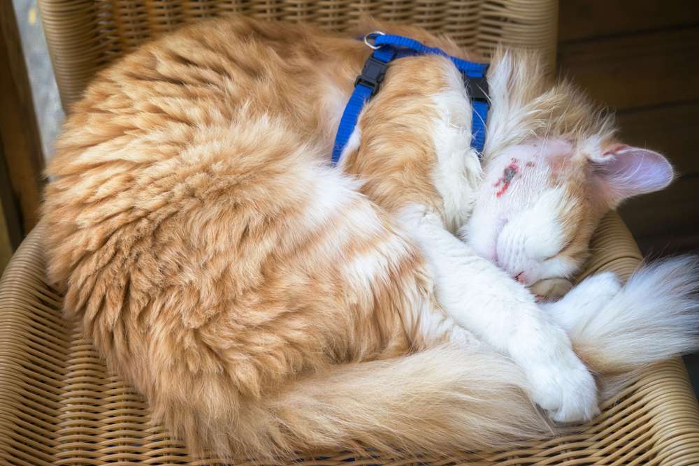 Mosca parásita en gatos: Gato durmiendo pacíficamente con un absceso en proceso de curación en su mejilla, resaltando la resiliencia y las capacidades de recuperación de los felinos.