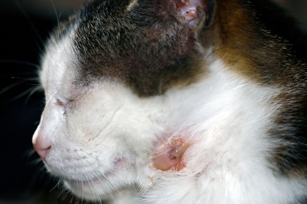 Mosca en gatos: imagen de una herida de gato con pus, lo que indica la necesidad de atención y cuidado veterinario inmediato