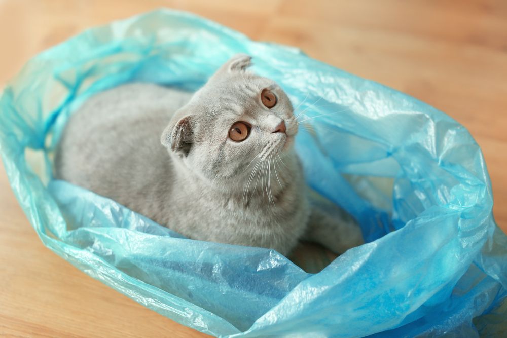 Adorable gato sentado cómodamente dentro de una bolsa de plástico.