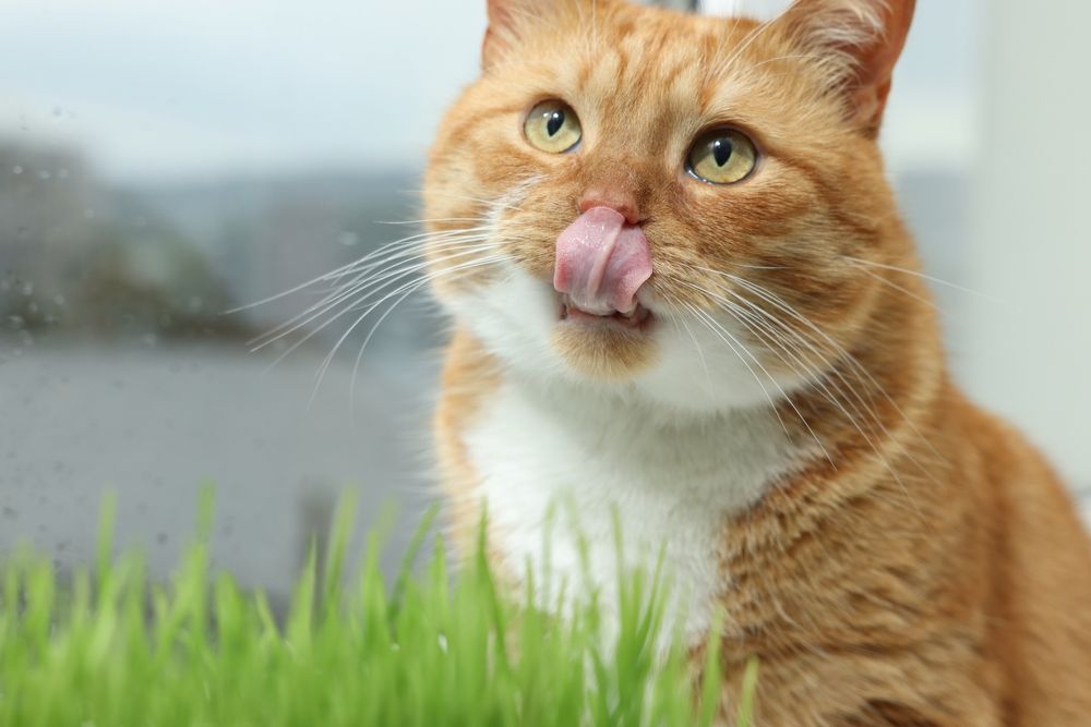 Lindo gato pelirrojo con una ramita de pasto de trigo para gatos