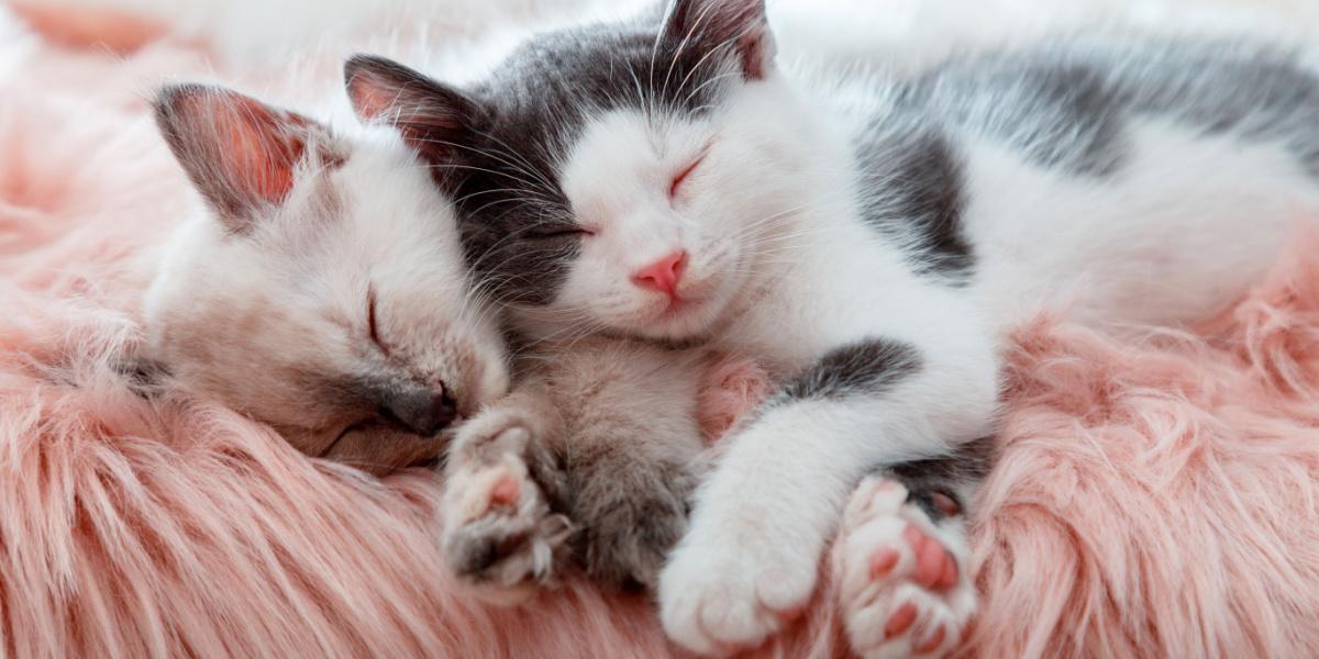 Pododermatitis en gatos: adorables gatitos durmiendo juntos en una conmovedora muestra de afecto