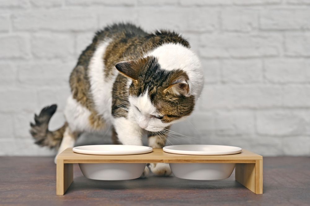 Los gatos cubren la comida: lindo gato atigrado que mira con curiosidad frente a un recipiente de comida doble, expresando interés en la hora de comer