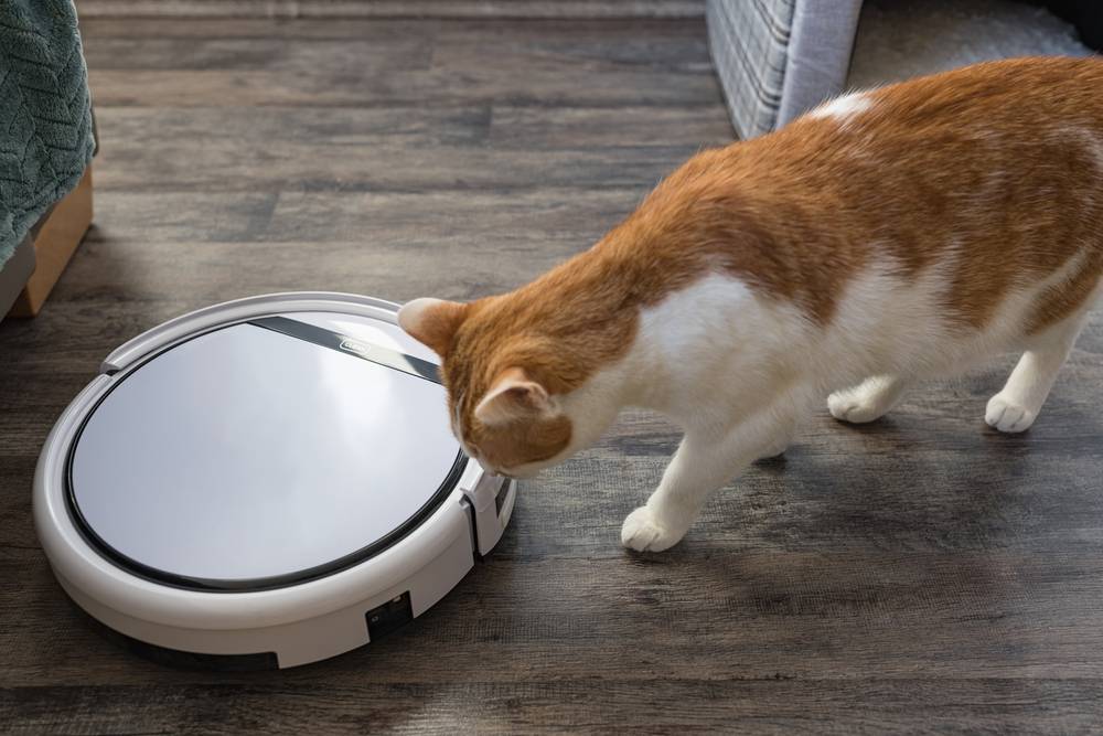 Lindo gato doméstico joven bicolor naranja y blanco que mira y olfatea una aspiradora robótica, mostrando una mezcla de curiosidad y cautela.