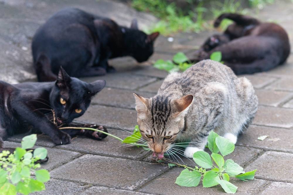 Gato juguetón que parece 'borracho' después de disfrutar de una enredadera plateada, una escena alegre y entretenida.