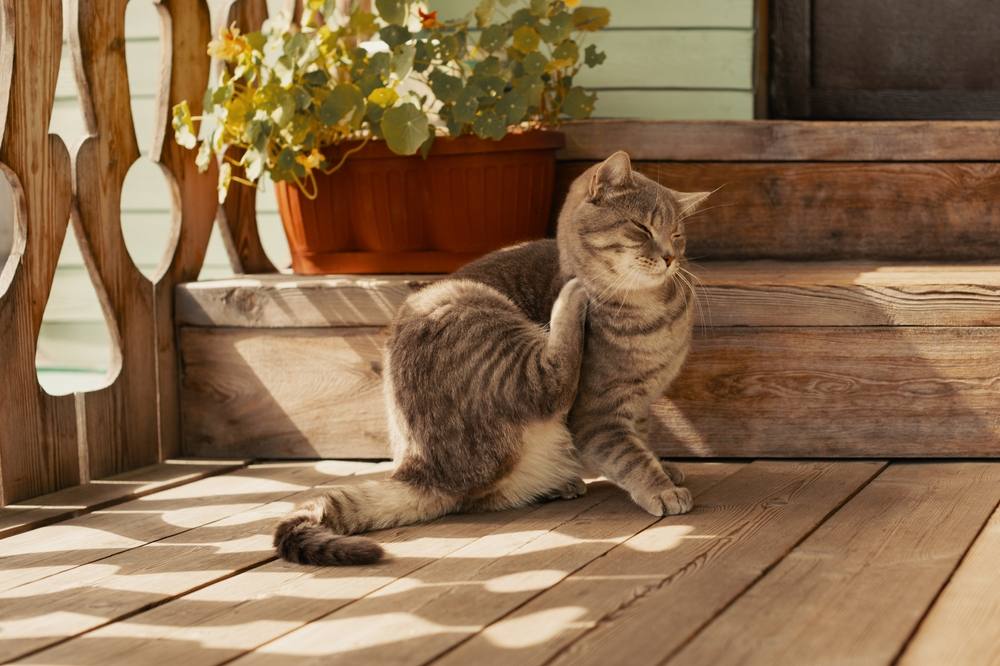 Selamectina para Gatos: Gato con pulgas se rasca el cuello con la pata, resaltando el malestar que le producen las pulgas