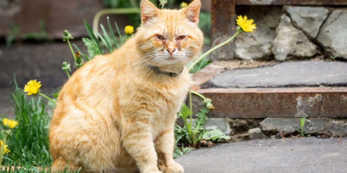 Famciclovir para gatos: Un gato pelirrojo con conjuntivitis, una afección en la que sus ojos aparecen rojos e inflamados, a menudo acompañados de secreción o malestar.