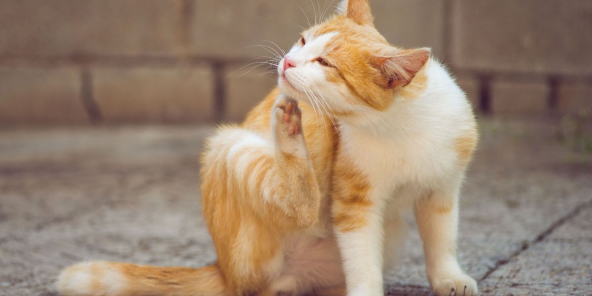 Gato pelirrojo y blanco rascándose detrás de la oreja con su pata