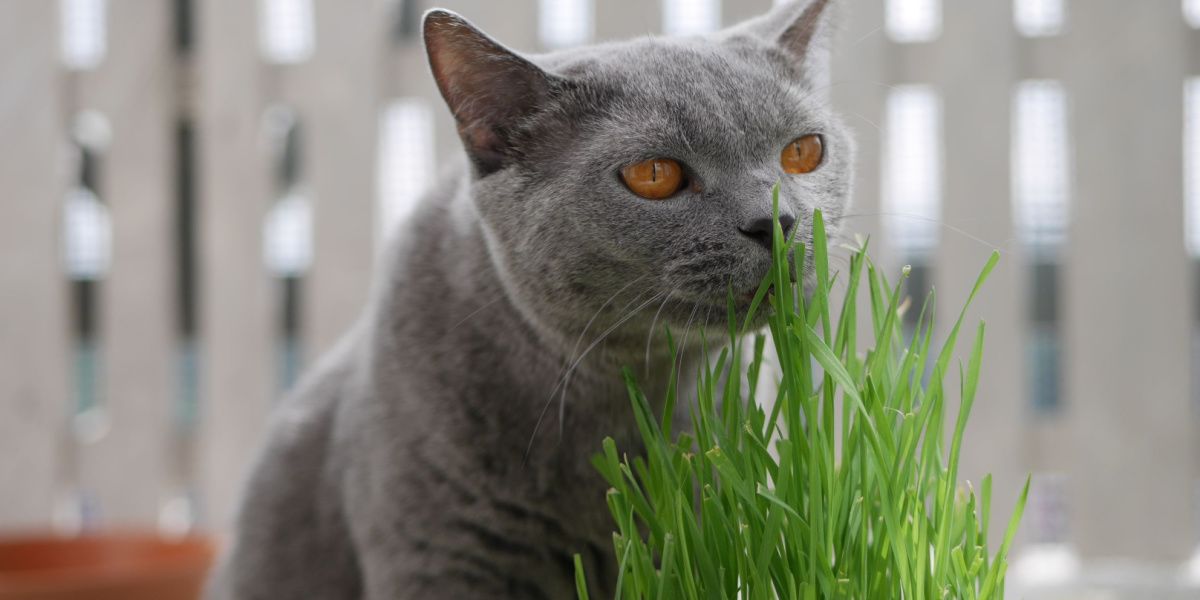 Gato británico de pelo corto gris que huele pasto de trigo para gatos