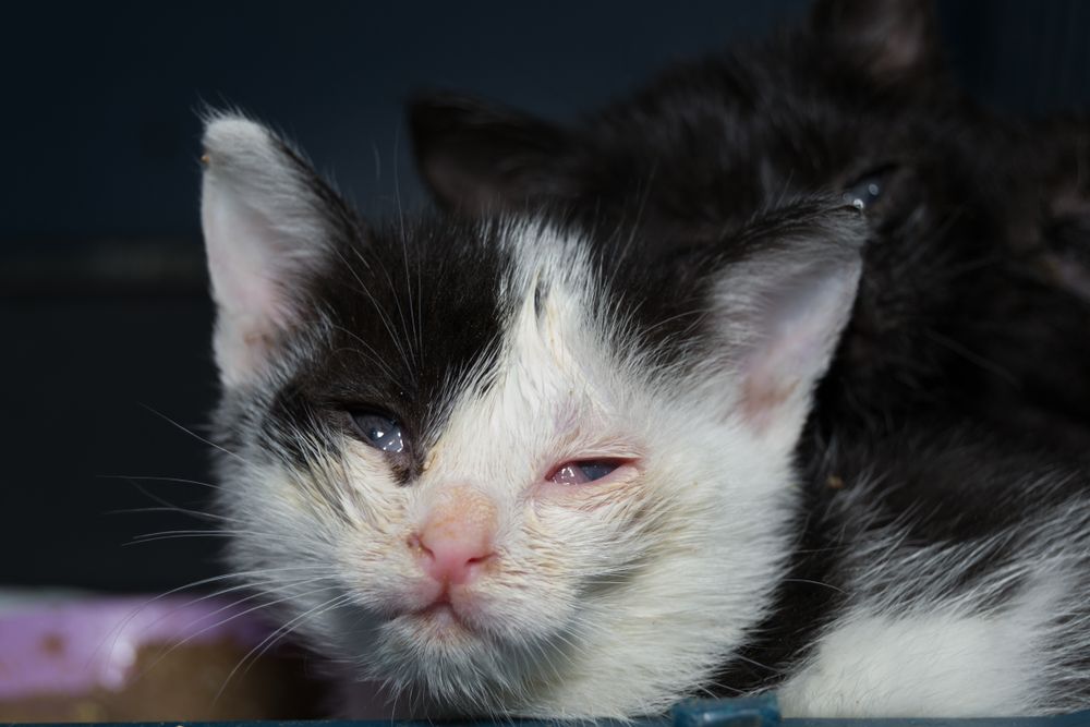 Gatitos con conjuntivitis y úlcera corneal