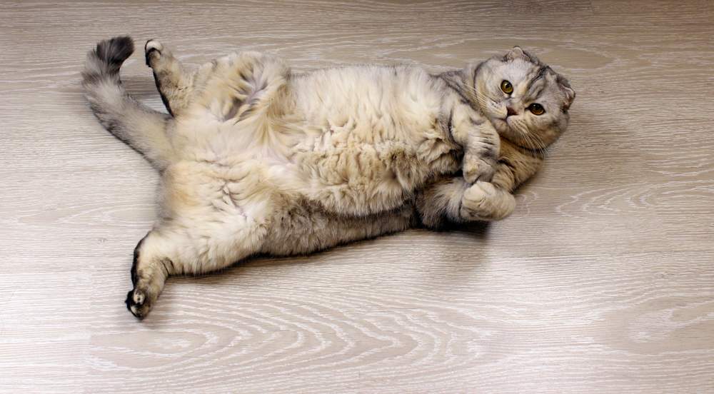 Gato Scottish Fold esponjoso acostado mostrando su barriga