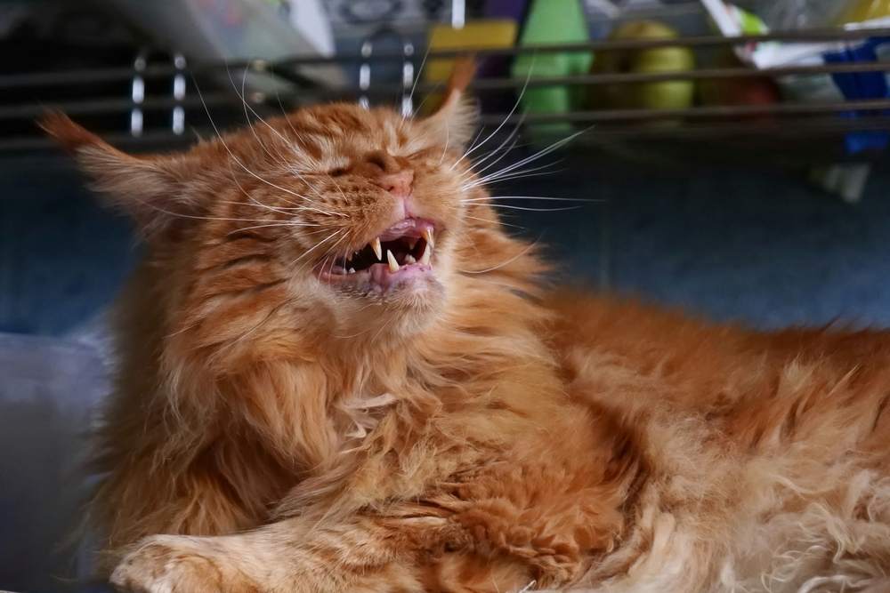 Gato Maine Coon rojo sonriendo con los ojos entrecerrados, pareciendo como si estuviera a punto de estornudar.