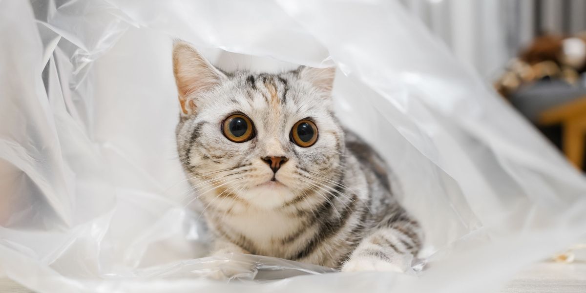 Juguetón gato atigrado escocés recto plateado explorando una bolsa de plástico transparente.