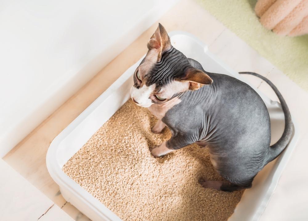 Gato Sphynx de pie en una cama blanda, mostrando su apariencia única y sin pelo.