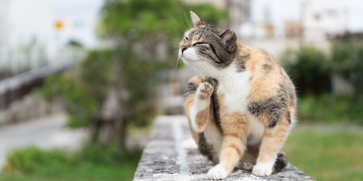 Mosca en gatos: el gato se rasca el pelaje para aliviar la picazón o el malestar.