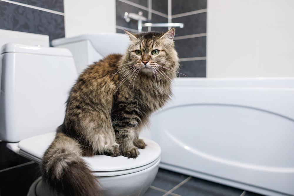 Gato sentado en un inodoro en un baño limpio tratado con lejía.