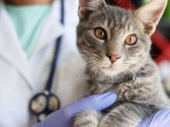 Veterinary hands gently holding a beautiful cat in a veterinary clinic