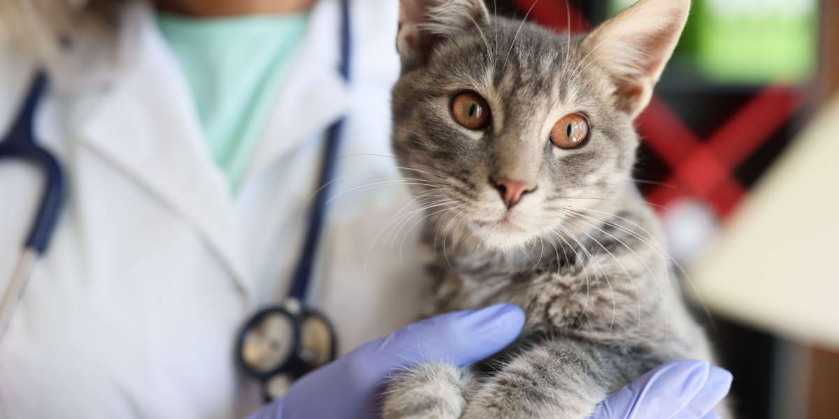 Manos veterinarias sostienen suavemente a un hermoso gato en una clínica veterinaria