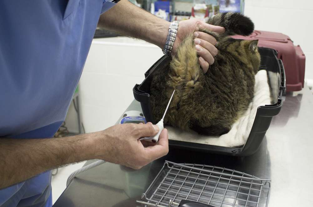 Veterinario midiendo la temperatura corporal de un gato