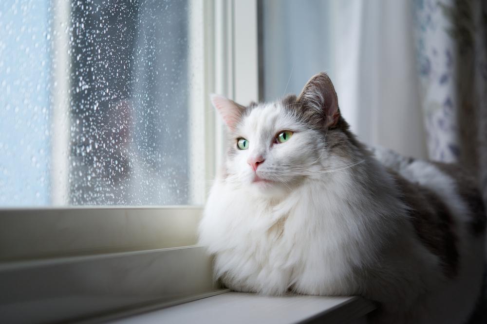 Nombres de gatos guerreros: Gato blanco sentado junto a una ventana en casa.