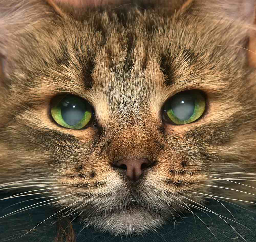 Adorable siberiano peludo con cataratas