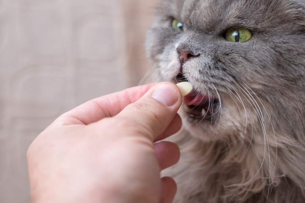 Gato gris grande que recibe un suplemento