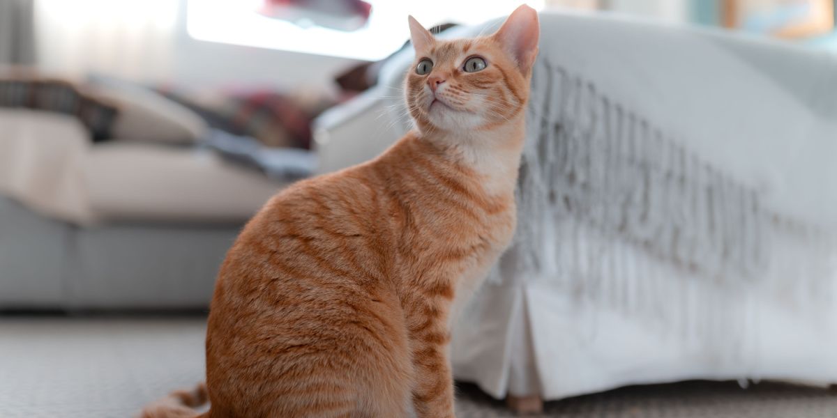 Glandex para gatos: Un gato atigrado mira con curiosidad a la cámara