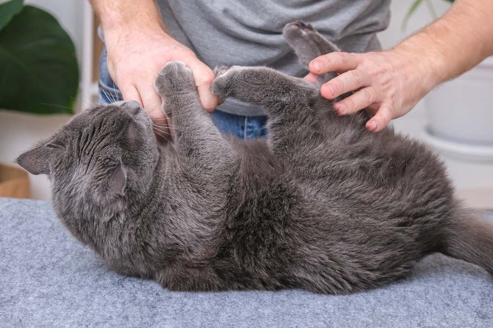 Un gato muerde y araña juguetonamente las manos de una persona, lo que ilustra el comportamiento felino típico durante el juego.