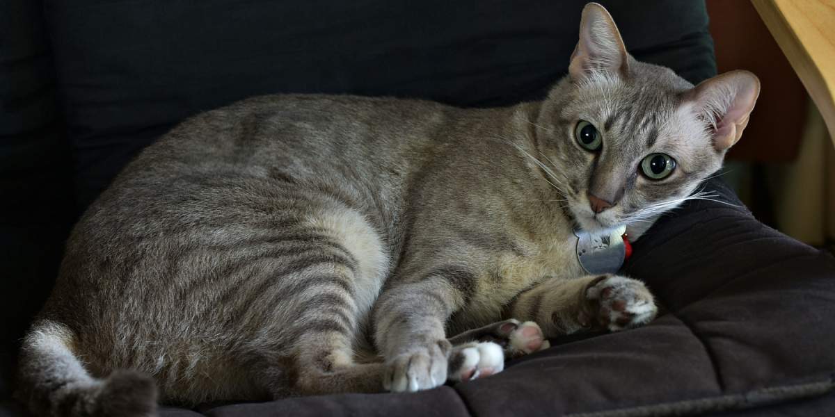 Gato luchando por dormir mientras está acostado en un sofá