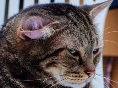 A cat with a hematoma, a swelling or lump due to a collection of blood, typically appearing on the cat's ear or face