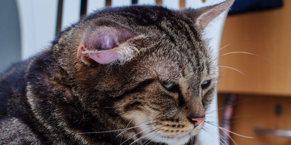 Un gato con un hematoma, una hinchazón o bulto debido a una acumulación de sangre, que generalmente aparece en la oreja o la cara del gato.