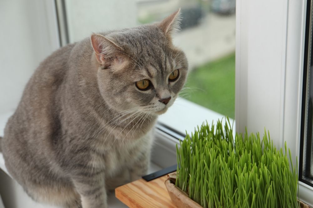 Gato cerca de pasto de trigo fresco para gatos en el alféizar de una ventana en el interior