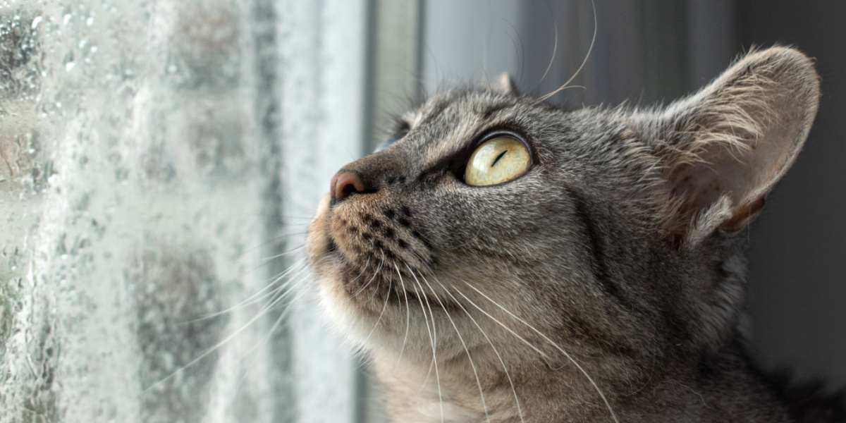 Un gato atigrado de interior sentado en la ventana se sorprende por la tormenta y la lluvia