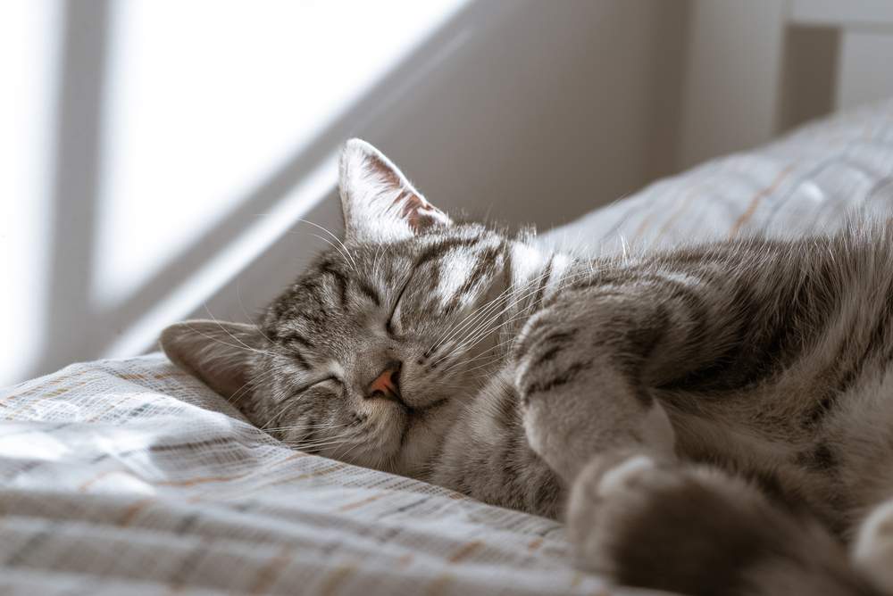 Imagen de un gato durmiendo pacíficamente, capturando un momento sereno y reparador de relajación felina.