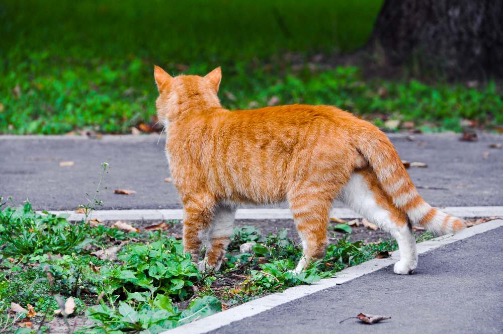 ¿Pueden los gatos encontrar el camino a casa? Un gato camina con seguridad por una calle pavimentada, lo que representa una sensación de aventura e independencia.