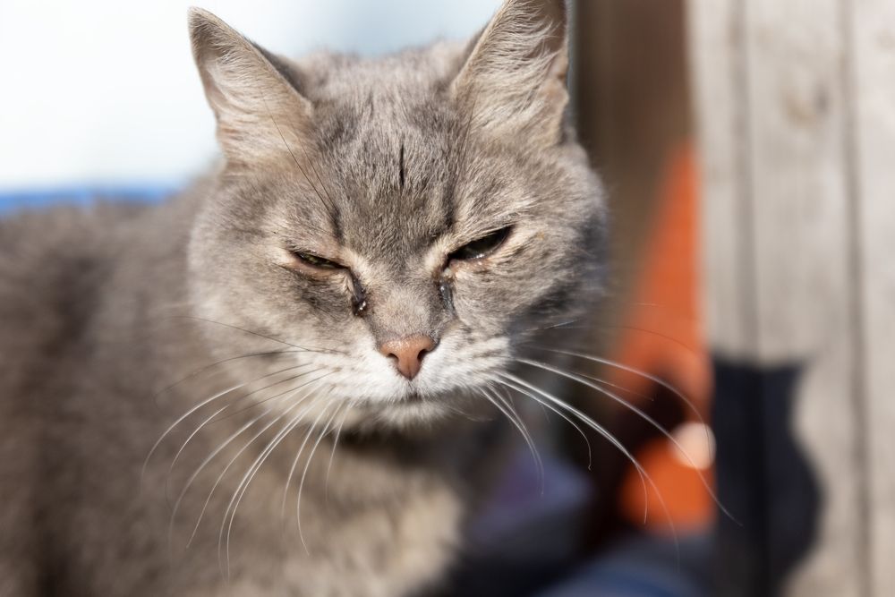 Gato con conductos lacrimales obstruidos