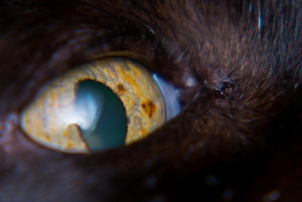 Gato con neoplasia intraocular