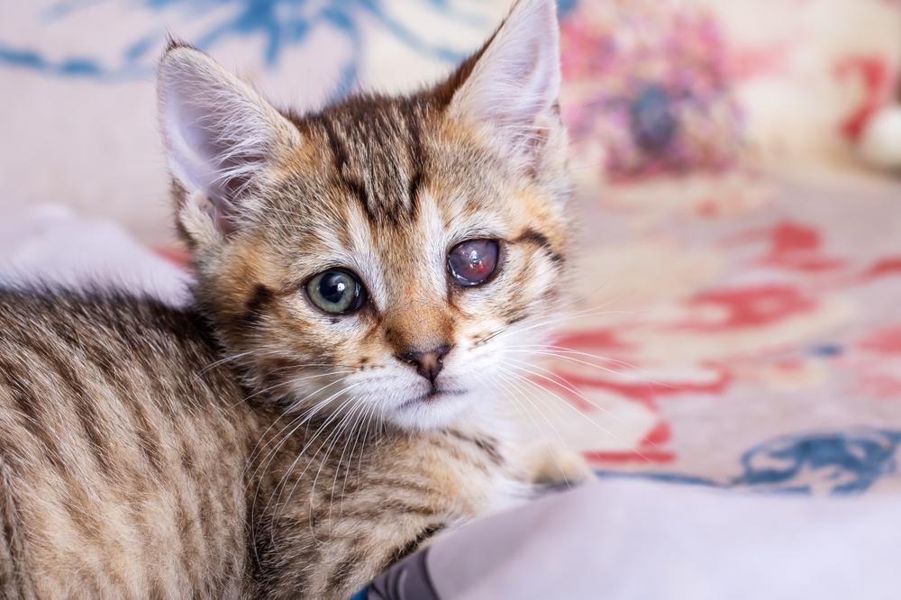 Gato con trauma físico en el ojo.