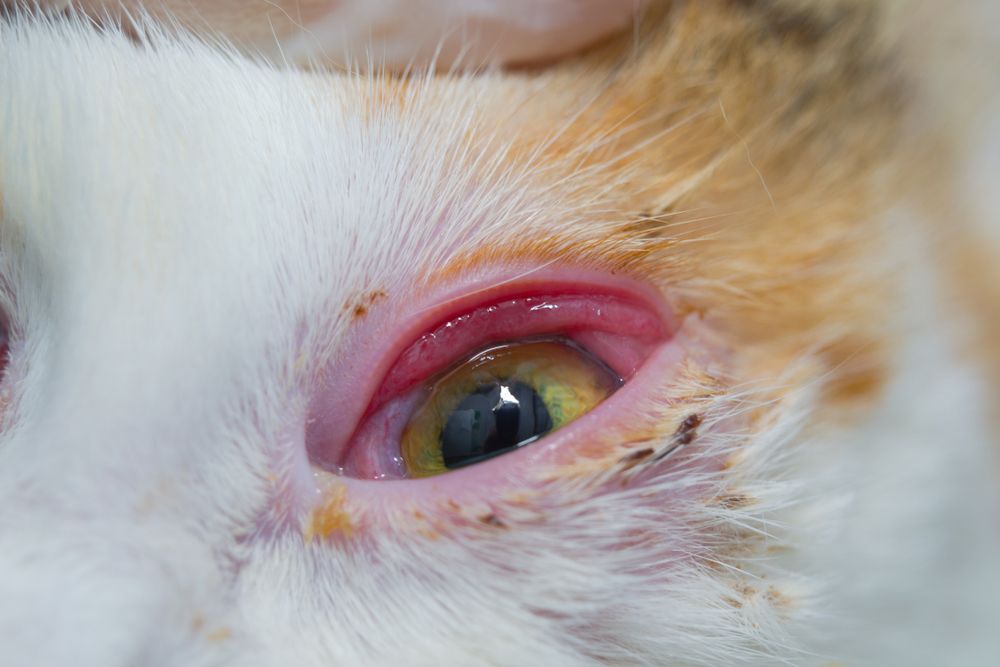 Gato con conjuntivitis infecciosa