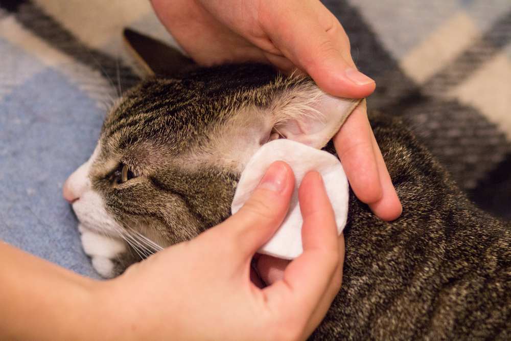 Un dueño de gato limpia suavemente las orejas de su gato con un algodón, asegurando la higiene y el bienestar de las orejas de su mascota.