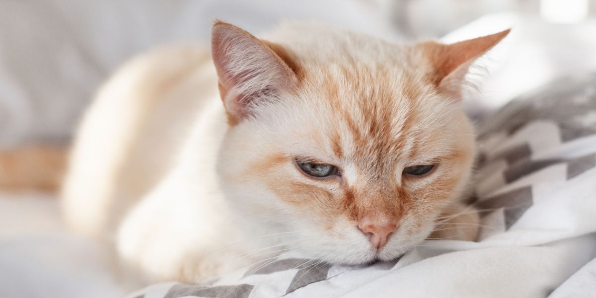 Gato doméstico descansando en una cama.