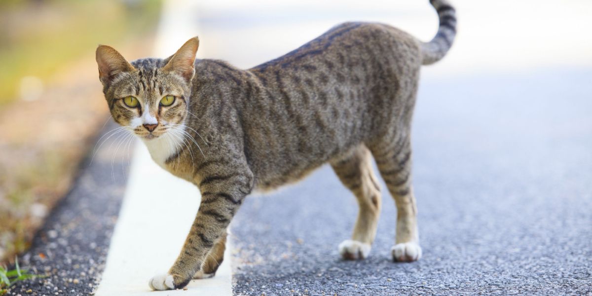 ¿Pueden los gatos encontrar el camino a casa?