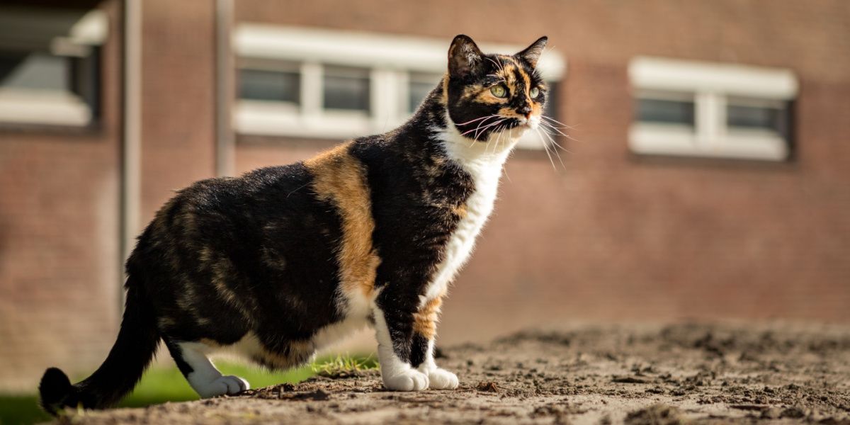 Gato atigrado de ojos verdes de pie mostrando su bolsa primordial