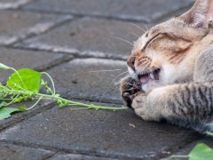 Gray tabby cat playing with silver vine, a humorous and playful moment