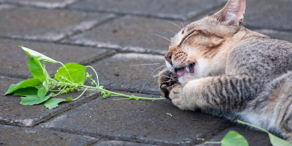 Gato atigrado gris jugando con una enredadera plateada, un momento divertido y lúdico