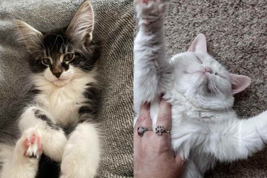 Cómo los gatos eligen a su persona favorita