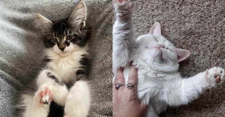 Cómo los gatos eligen a su persona favorita