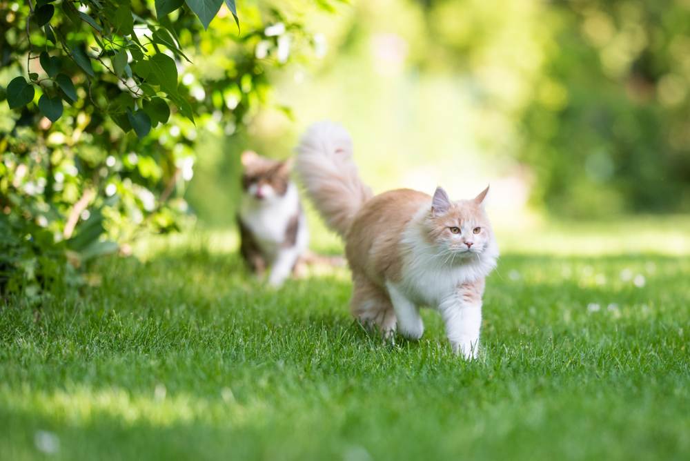 Datos sobre los gatos machos: Un gato Maine Coon con una cola esponjosa alejándose, mostrando su apariencia majestuosa y distintiva.